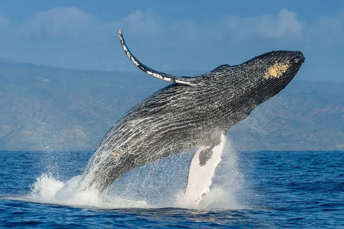 Ballena jorobada emergiendo del agua en un impresionante salto en el Estrecho de Magallanes